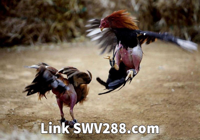 Swv288 - link truy cập nhà cái sv388