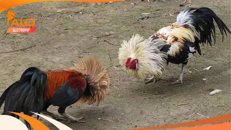 Hôm nay đá gà gì tốt nhất? Cách xem ngày - chọn ngày đá gà 8 Cách chọn gà dựa vào giờ