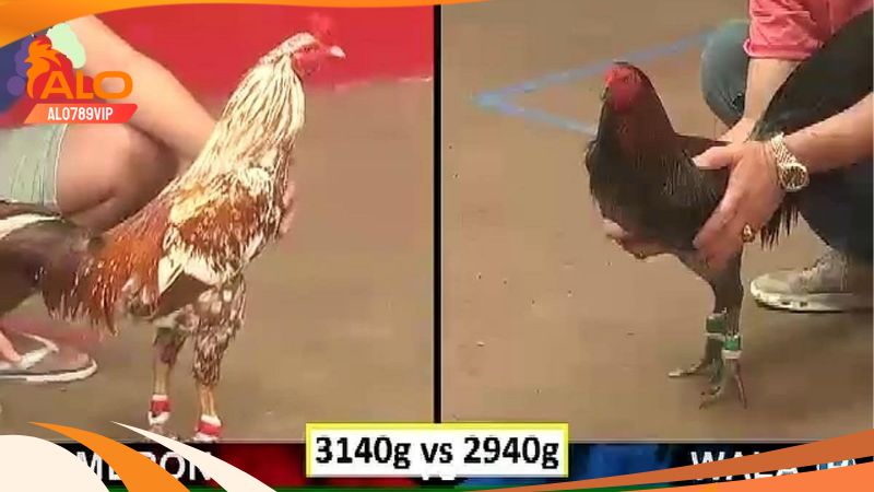 Thomo hôm nay: thuật ngữ và bí kíp chơi đá gà thomo chuẩn 6 Các thuật ngữ phổ biến khi chơi đá gà